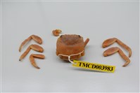 藏品(白紋方蟹)的圖片